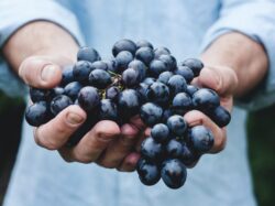 person holding grapes