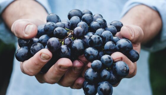 person holding grapes