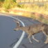 Deer crossing Bernal Road