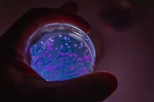 bakterie E. coli