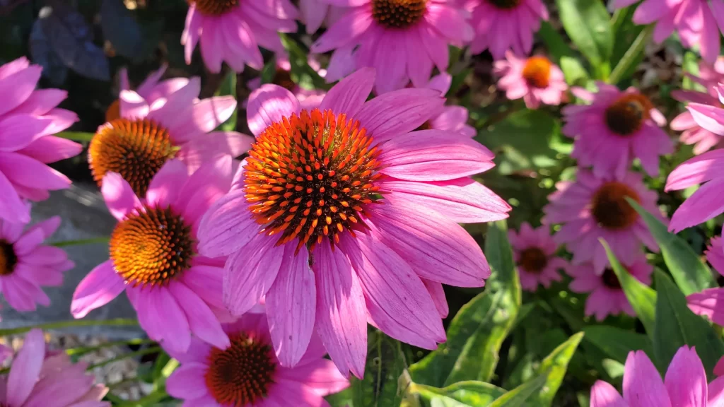 echinacea v zahrádce