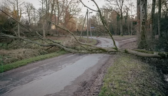 Strom přes silnici
