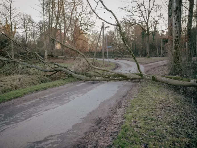 Strom přes silnici