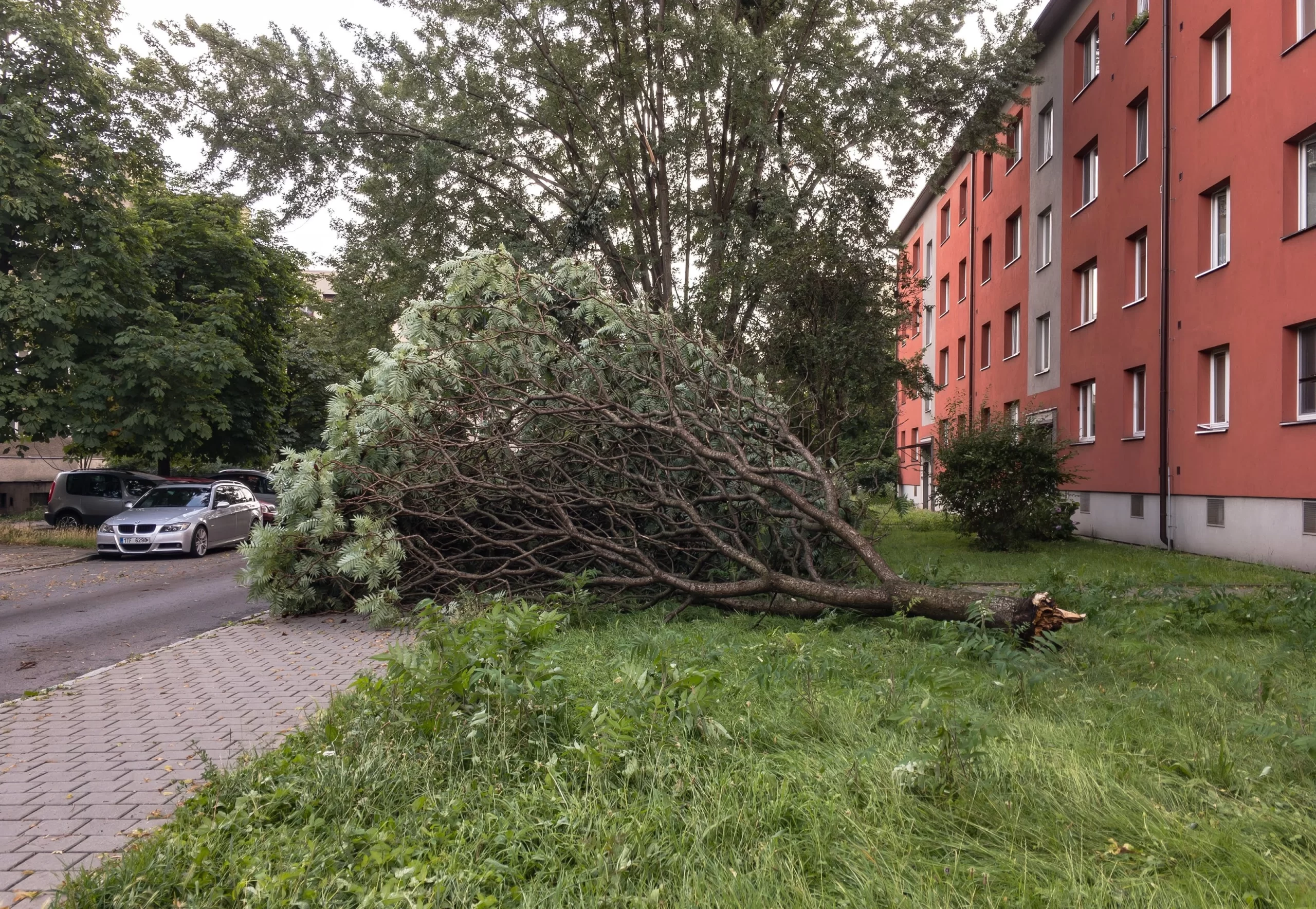Spadlý strom
