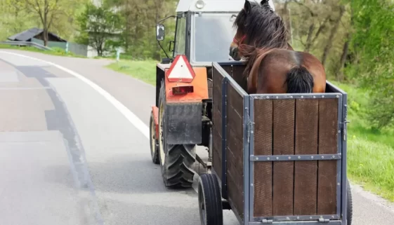 Při převážení koně je zapotřebí dbát na řadu faktorů.