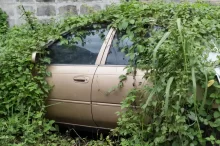 Auto zarostlé břečťanem