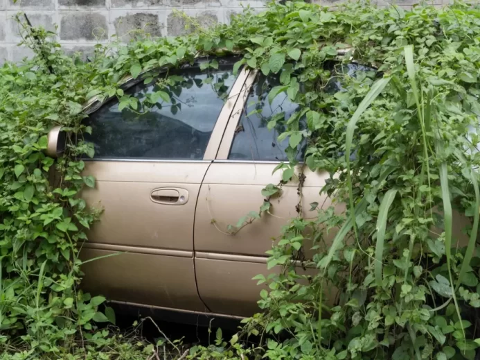 Auto zarostlé břečťanem