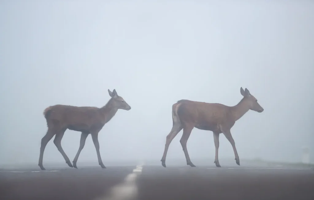Při jízdě pozor na zvěř!